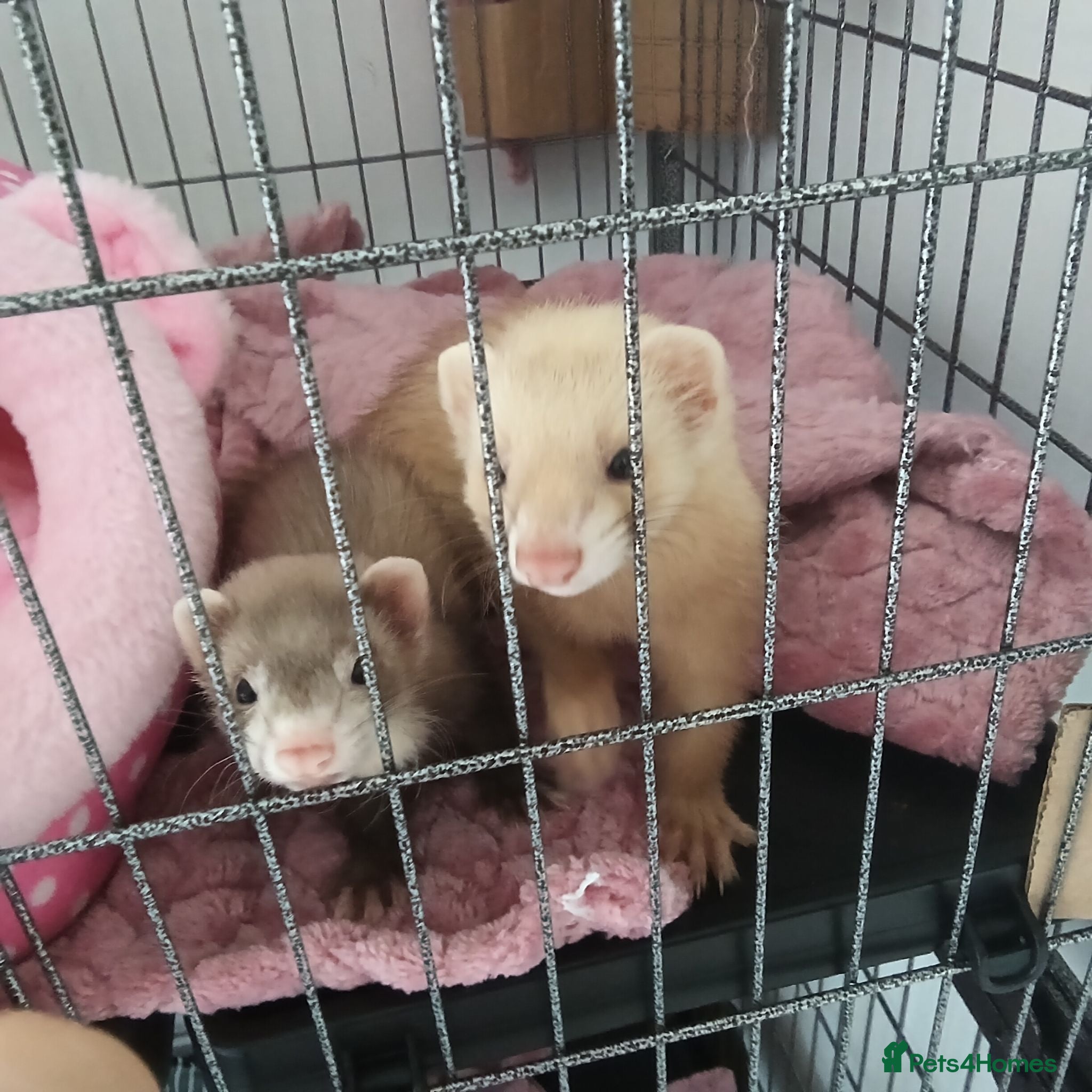 Ferret rodents 2 Jill's for sale 10weeks old and 8weeks old - Advert 2