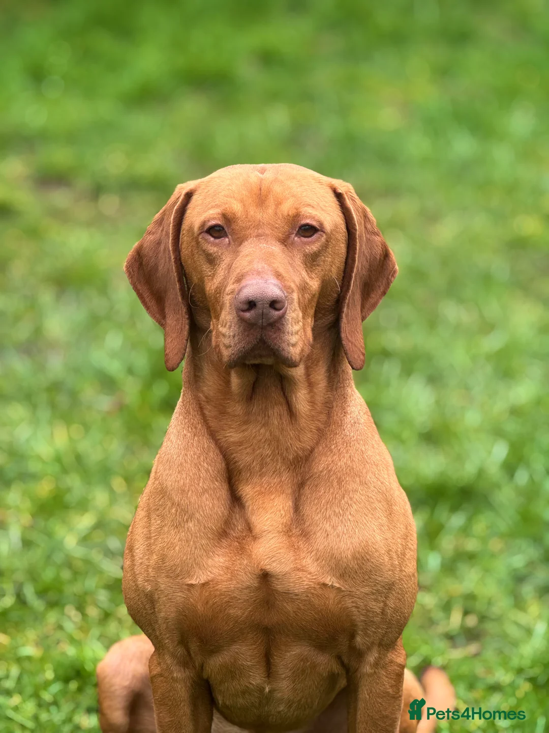 Hungarian Vizsla dogs for stud: The famous Zsivaly Champion sired imported stud in Loughborough - Advert 5