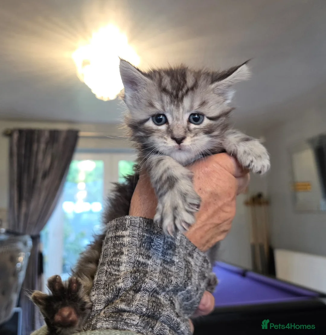 Mixed Breed cats for sale: Half Main Coon kittens in Weston-super-Mare - Advert 8