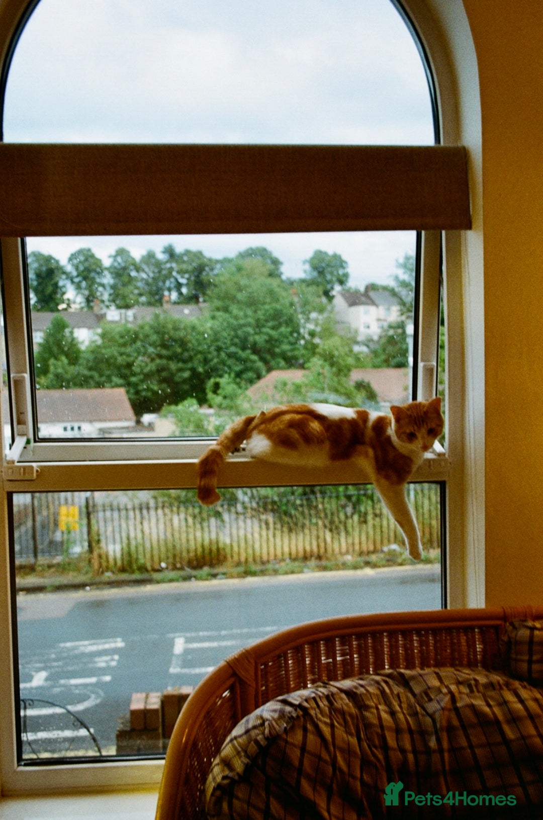 Mixed Breed cats for sale: Big kitten needs new home - Image 5