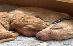 Double Doodle dogs for sale: 10 beautiful double doodles born on 24/08/2025 - Image 10