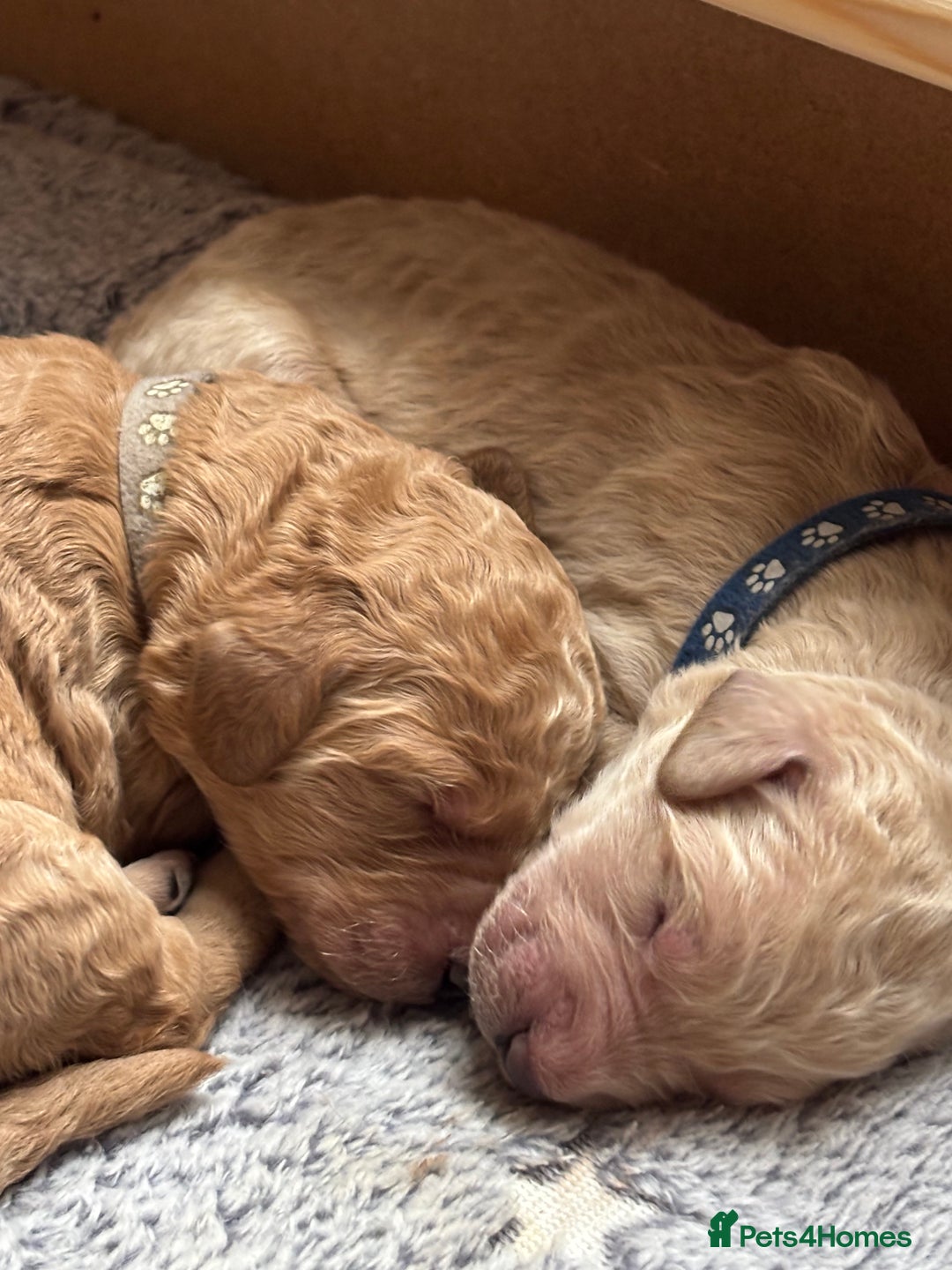 Double Doodle dogs for sale: 10 beautiful double doodles born on 24/08/2025 - Image 10