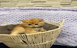 British Shorthair cats for sale: British Shorthair Kitten Golden Tipped Colourpoint - Advert 8