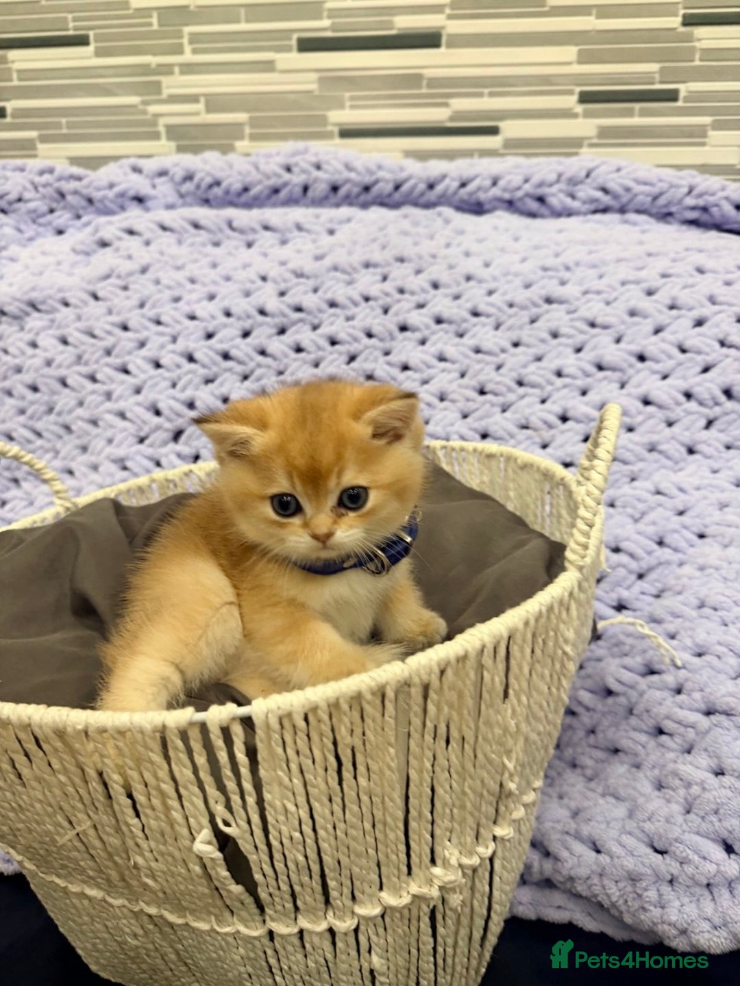 British Shorthair cats for sale: British Shorthair Kitten Golden Tipped Colourpoint - Advert 8