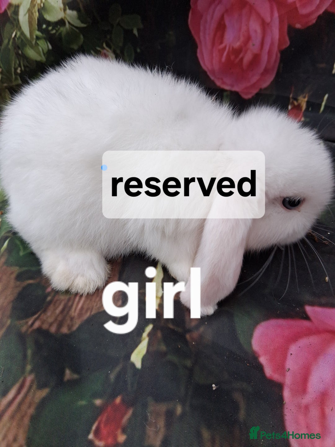 Mini Lop rabbits for sale: Mini lop baby rabbits - Image 7