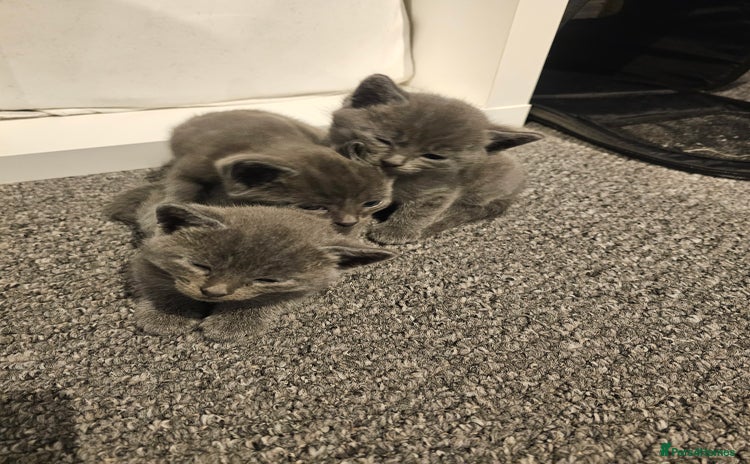 Russian Blue cats - Advert 6