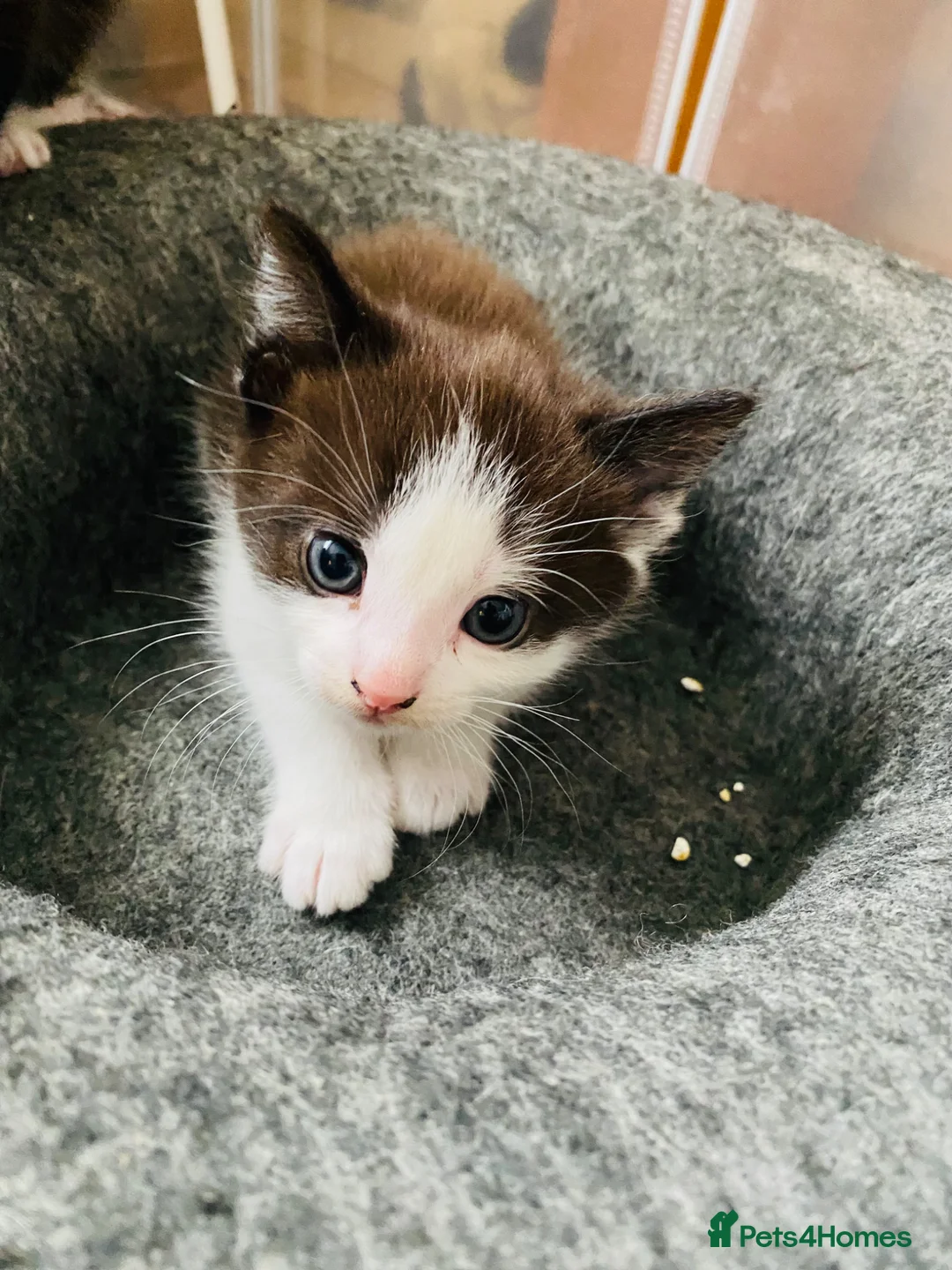 Mixed Breed cats for sale: Four beautiful kittens  - Advert 2