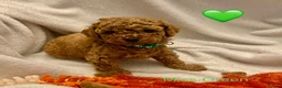 Toy Poodle dogs for sale: 🐾 GORGEOUS RED TOY POODLE GIRLS - Advert 9