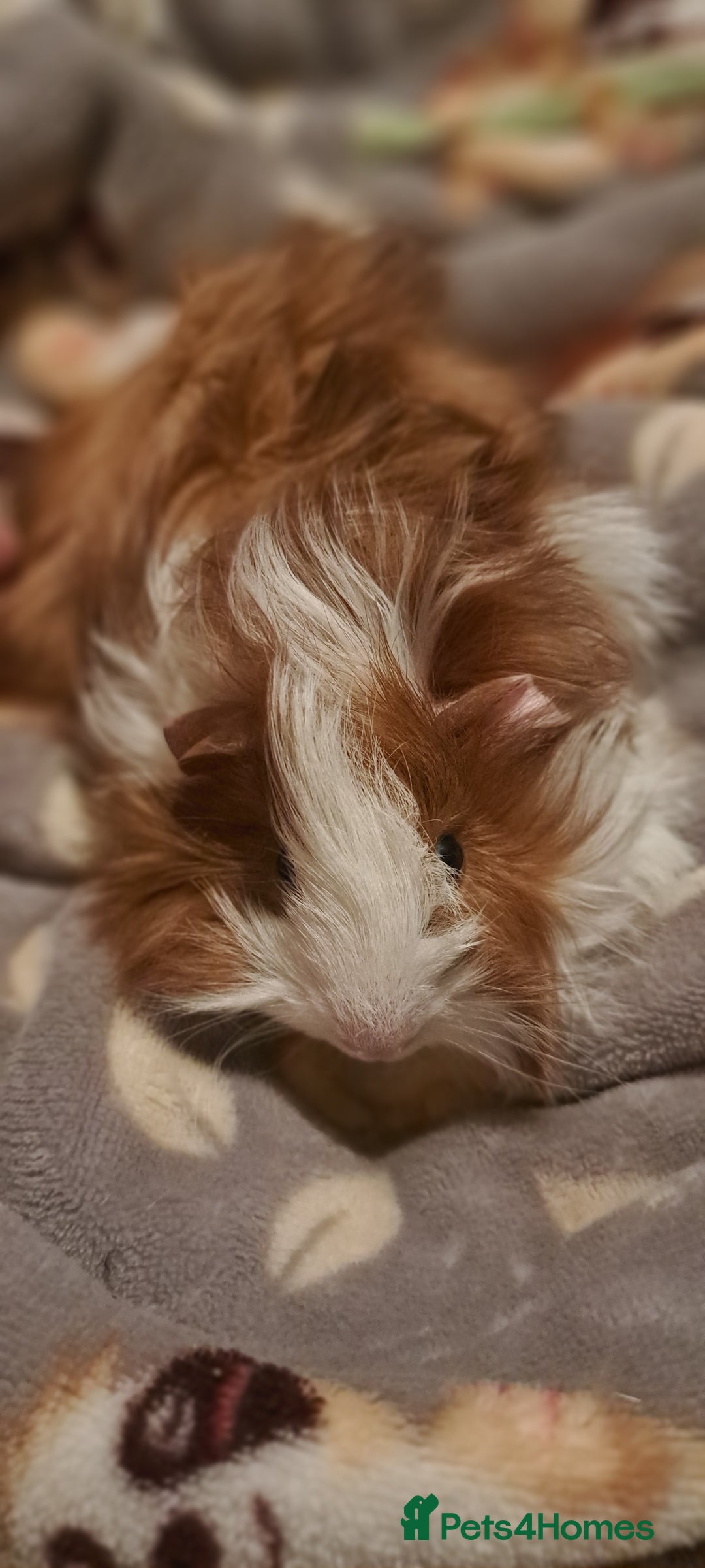 Guinea Pig rodents for sale: Young boar Guinea pigs for sale  - Advert 2