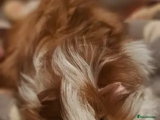 Guinea Pig rodents Young boar Guinea pigs for sale - Advert 16