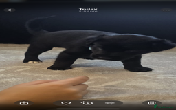 Goldador dogs for sale: Goldador x Labrottie Miniature Puppies for Sale - Advert 31