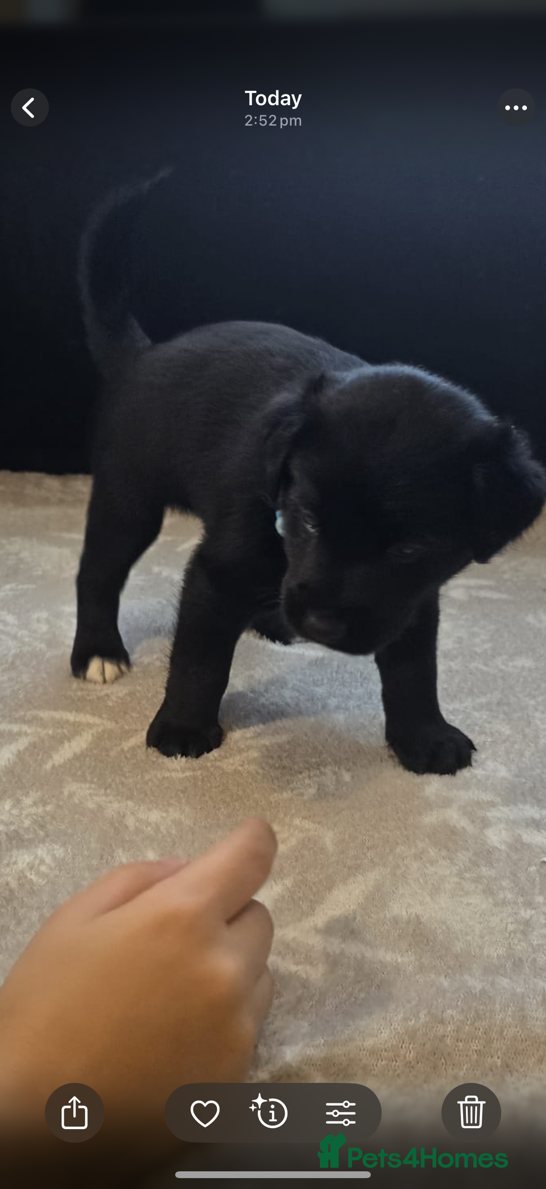 Goldador dogs for sale: Goldador x Labrottie Miniature Puppies for Sale - Advert 31