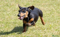 Miniature Dachshund dogs for sale: Pra clear mini smooth dachshund pups - Image 23