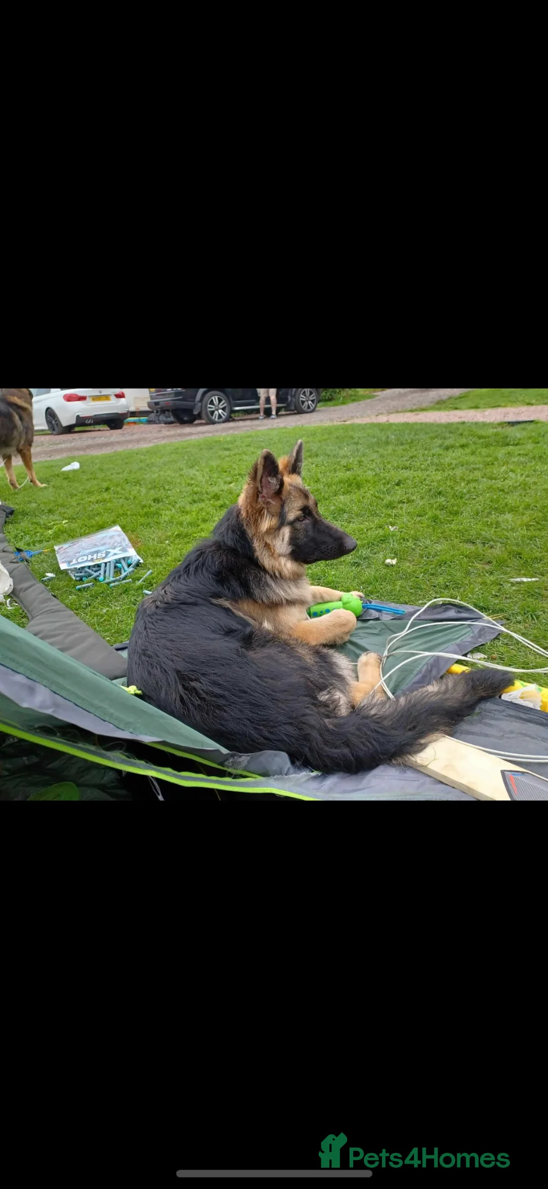 German Shepherd dogs for sale: 2 female German shepherds  - Advert 2