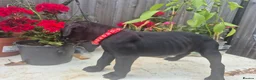 Presa Canario dogs for sale: Presa Canario Puppies ♥️  - Advert 7