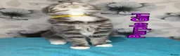 Maine Coon cats for sale: Maine Coon kittens "Pureee Love" - Advert 17
