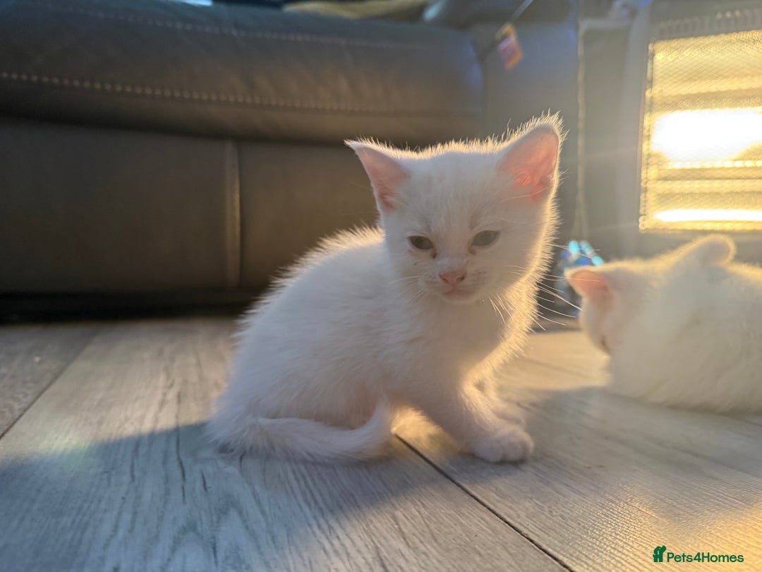 Mixed Breed cats for sale: cross breed Scottish fold cross main coon  - Image 17