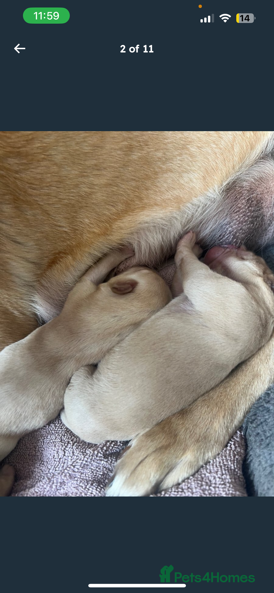 Labrador Retriever dogs for sale: Labrador Pups - Image 4
