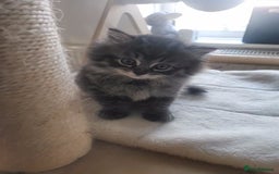 Mixed Breed cats for sale: Two Perdoll Female Kittens Looking for a Home - Image 5