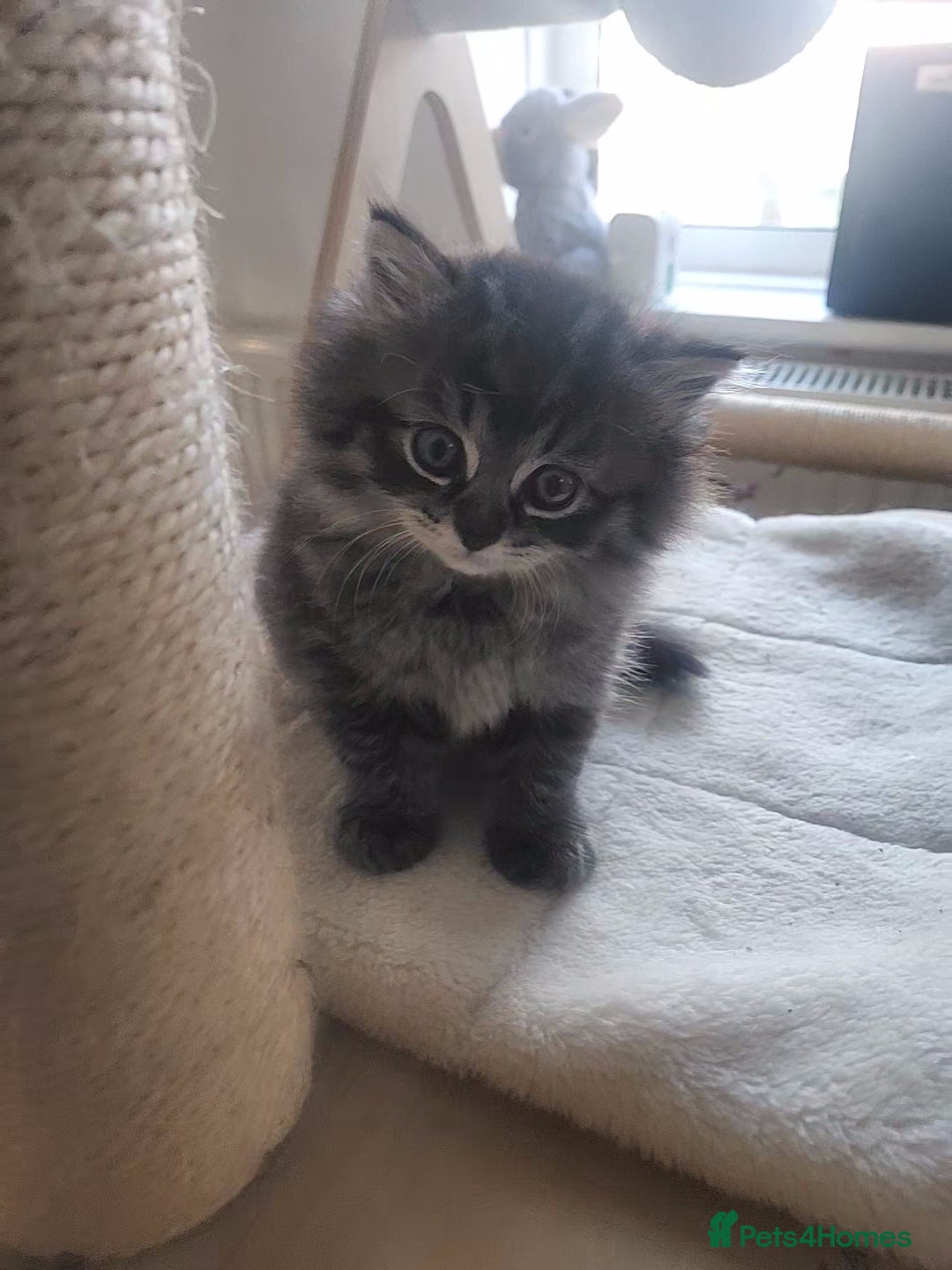 Mixed Breed cats for sale: Two Perdoll Female Kittens Looking for a Home - Image 5