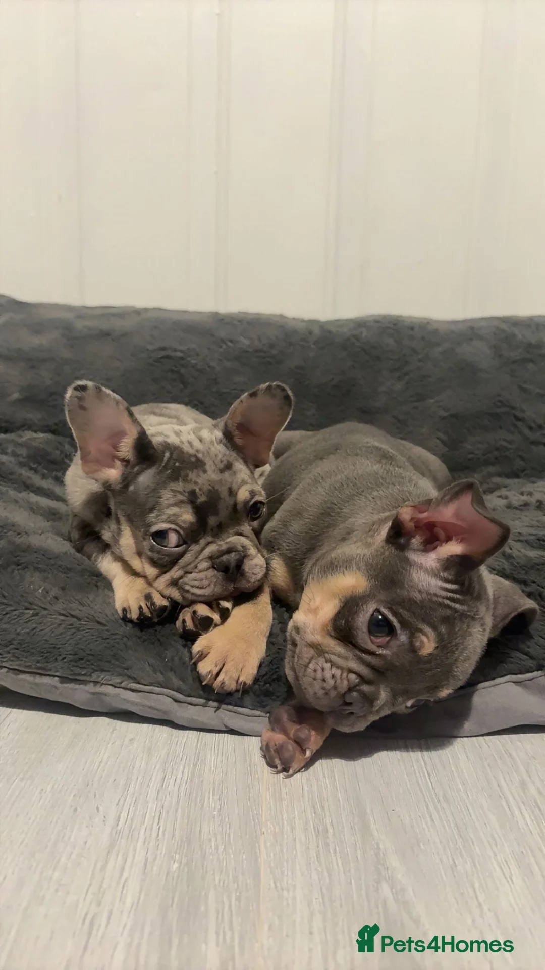 French Bulldog dogs for sale: French bulldog puppies  - Advert 8