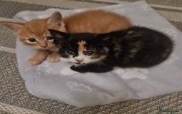 Bengal cats for sale: ** Stunning 😍 2 kittens left ** - Advert 2