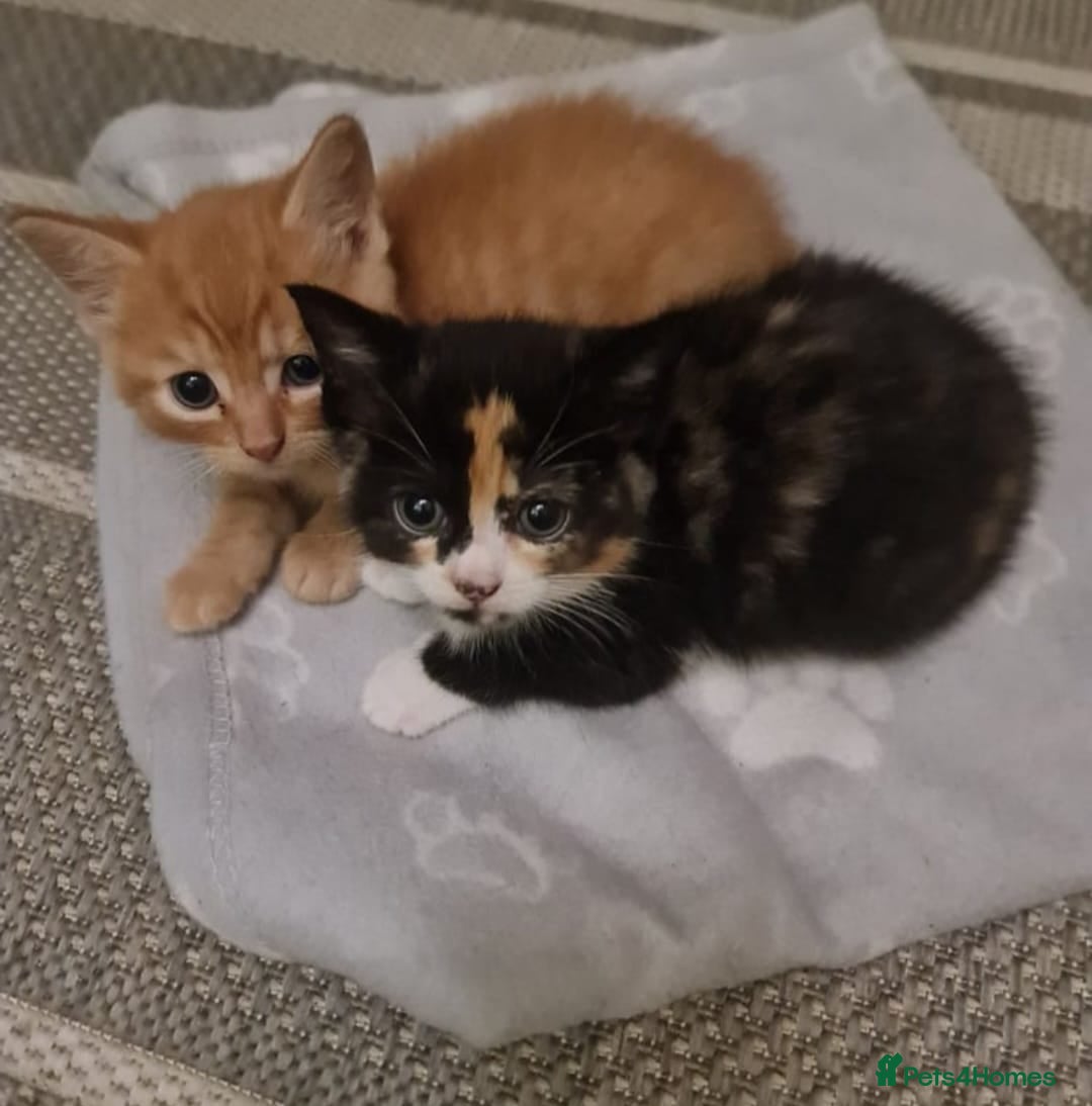 Bengal cats for sale: ** Stunning 😍 2 kittens left ** - Advert 2