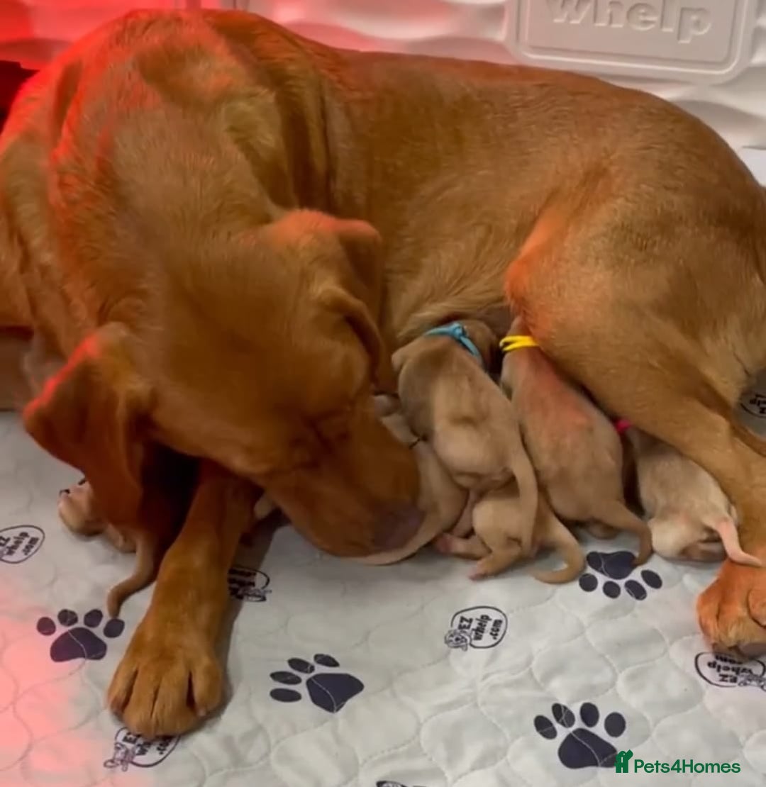 Labrador Retriever dogs for sale: Labrador puppies - Image 4