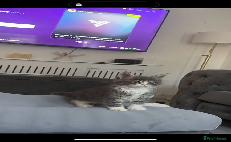 Maine Coon cats - Advert 4