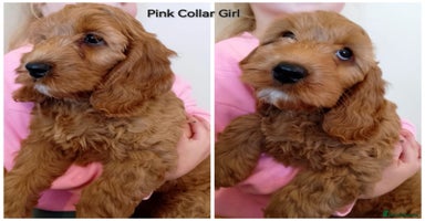 Cockapoo dogs - Advert 14