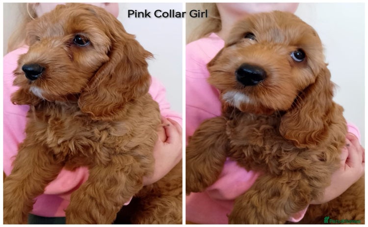 Cockapoo dogs - Advert 11