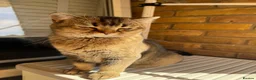 Scottish Fold cats for sale: Scottish Straight ears Kittens available  - Advert 20