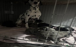 Mixed Breed dogs for sale: Dalmapoo - Image 8