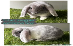 Mini Lop rabbits for sale: Beautiful mini lops ready now  - Image 8