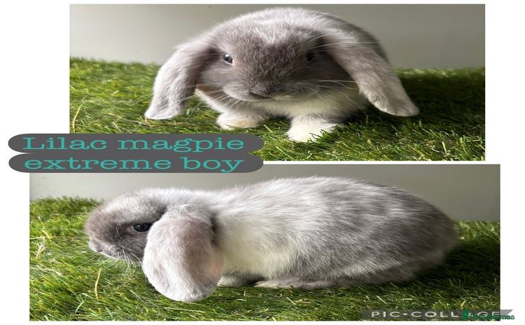 Mini Lop rabbits - Advert 10