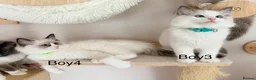 Ragdoll cats for sale: Beautiful Ragdoll kittens from European lines - Advert 15