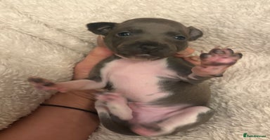 Italian Greyhound dogs - Advert 13