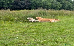 Miniature Dachshund dogs for sale: Kc Reg  Platinum Cream L/H Mini Dachshund  - Image 6