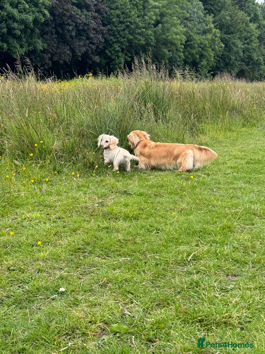 Miniature Dachshund dogs for sale: Kc Reg  Platinum Cream L/H Mini Dachshund  - Image 6