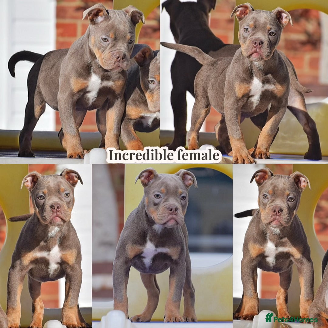Olde English Bulldogge dogs for sale: COUNCIL APPROVED 5⭐️RATED.. 23 YEARS EXPERIENCE  - Image 7