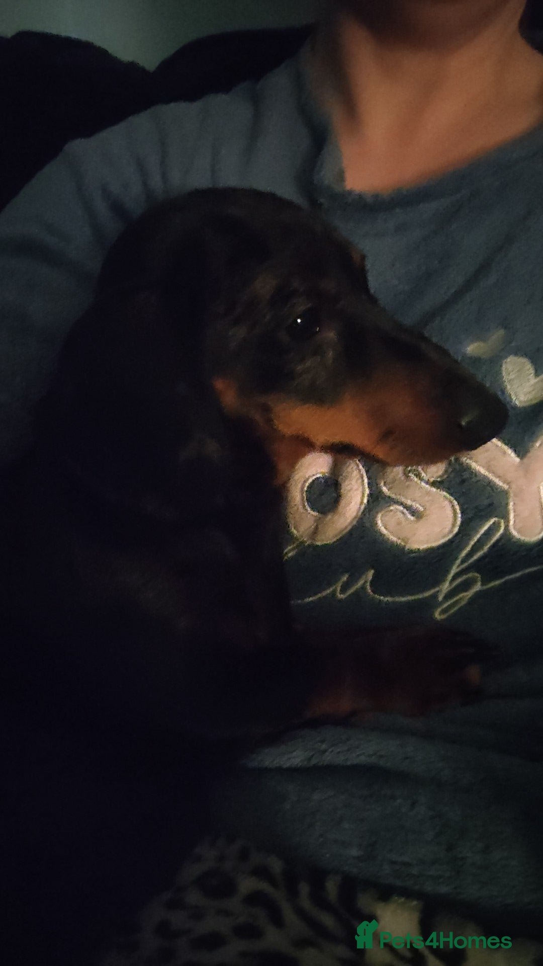 Dachshund dogs for stud: Dapple Daschound  - Image 2