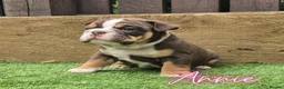 English Bulldog dogs for sale: Exceptional KC Registered British Bulldog Puppies - Advert 6
