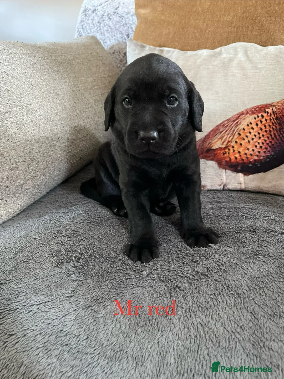 Labrador Retriever dogs for sale: Last male pup! Stunning KC Registered working lab. - Advert 23