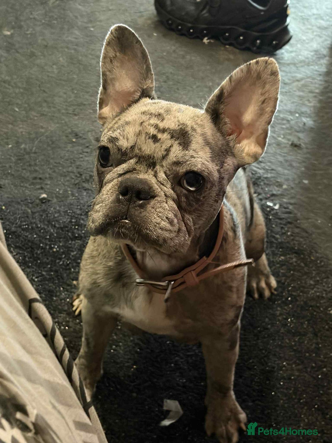 Mixed Breed dogs for sale: Gorgeous duo left  - Advert 4