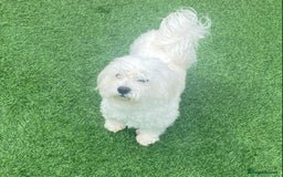 Maltese dogs for stud:  Maltese Dog Available For Stud  in West Bromwich - Image 3