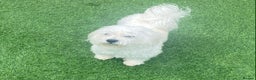 Maltese dogs for stud:  Maltese Dog Available For Stud  in West Bromwich - Advert 3