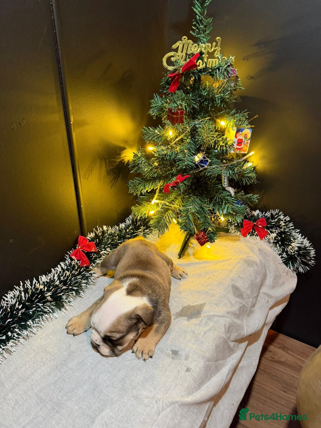 English Bulldog dogs for sale: English Bulldog Puppies Coloured  - Advert 23