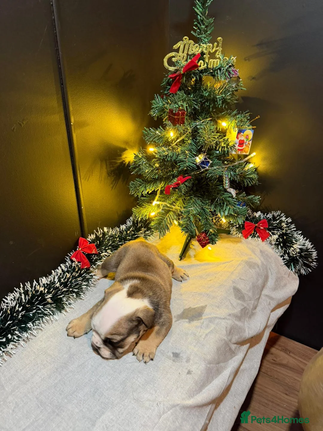 English Bulldog dogs for sale: English Bulldog Puppies Rare Coloured Ready now! - Advert 26