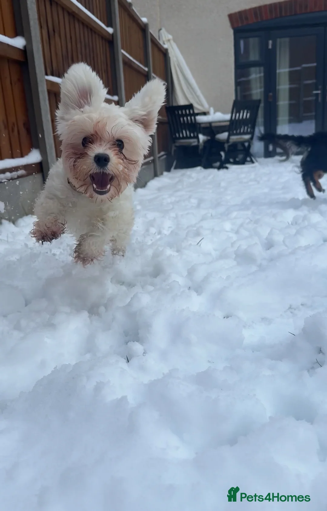 Maltipoo dogs for sale: Beautiful bonded pair – Maltese & Havapoo  💕 - Advert 2
