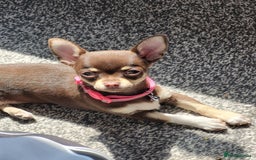Chihuahua dogs for sale: Chihauhua Female For Sale  - Image 7
